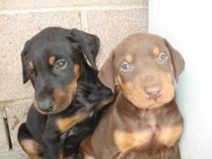 DOBERMANPINSCHERPUPPIESLOSANGELESCA